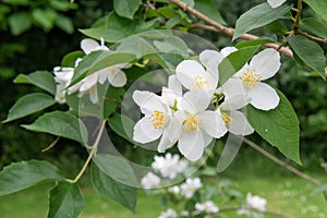 Hoary Mock OrangeÂ Philadelphus pubescens twigs with white flowers
